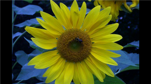 Sunflower in the Garden 