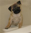 Lola 