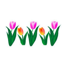 tulip 